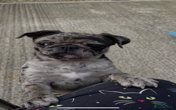 Pug dogs for sale: Beautiful female Pug - Image 8