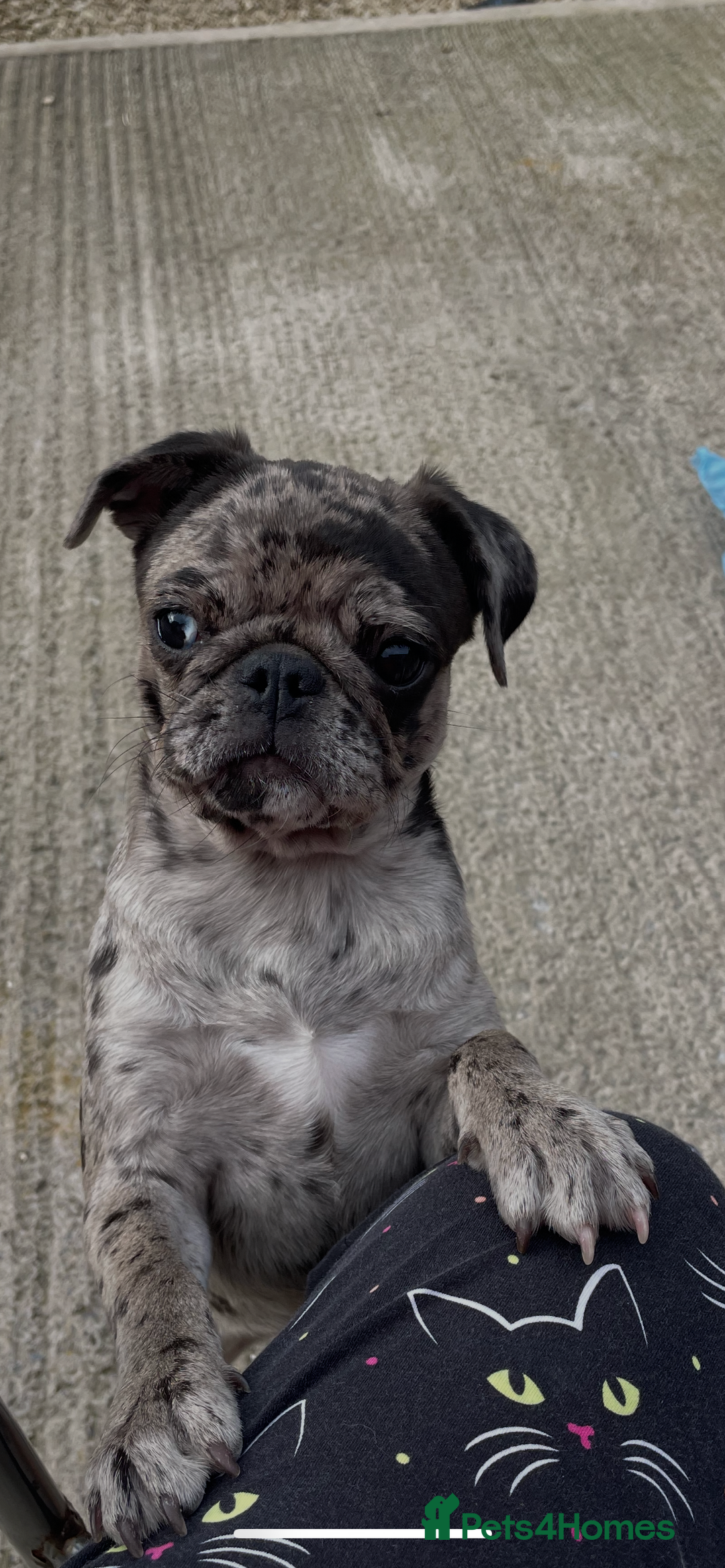 Pug dogs for sale: Beautiful female Pug - Image 8