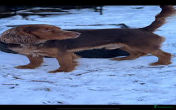 Cocker Spaniel dogs for stud: Studd - Image 3