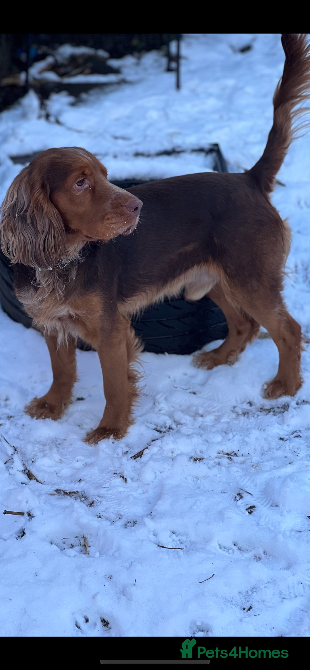 Cocker Spaniel dogs for stud: Studd - Image 3