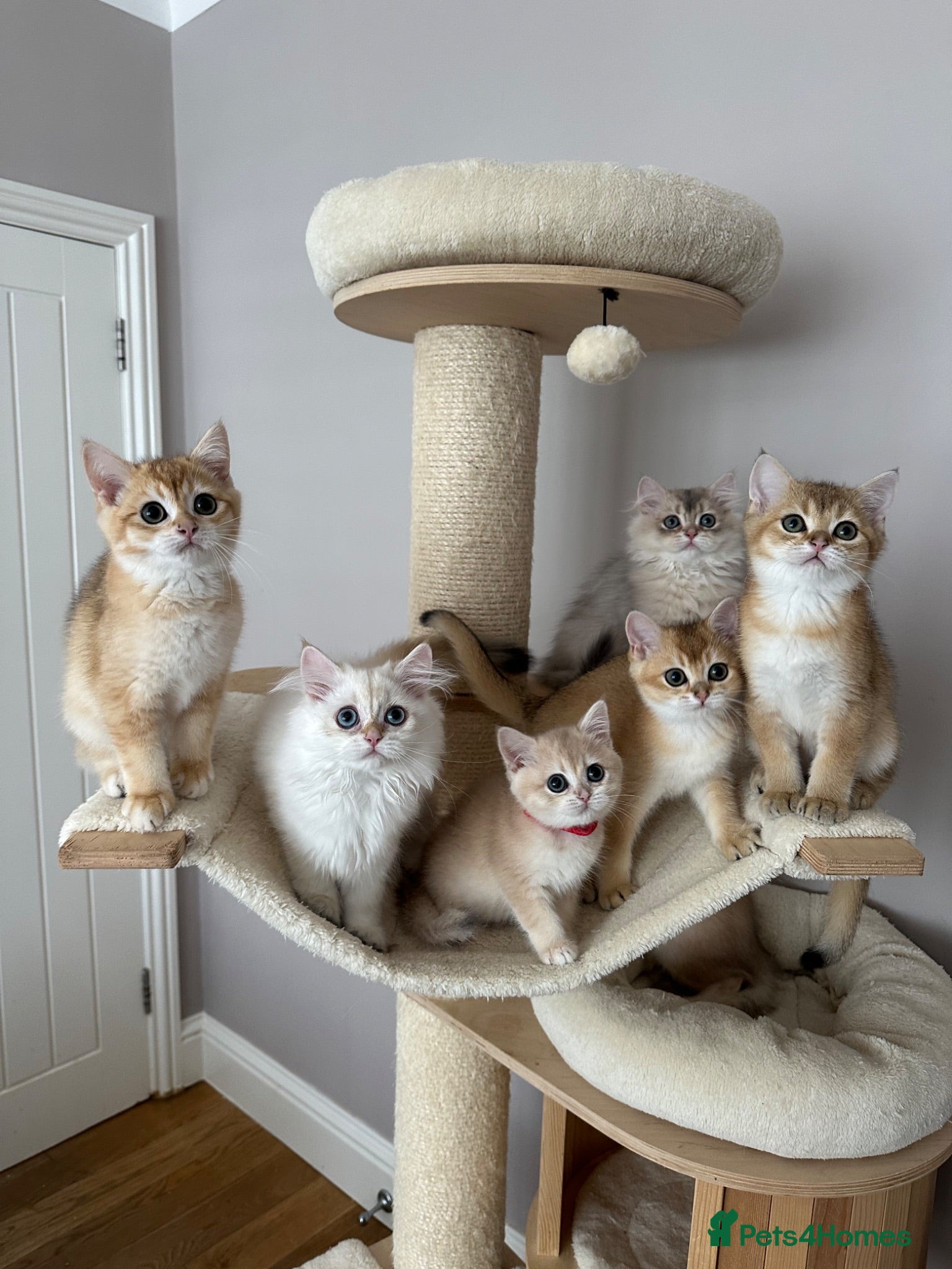 British Shorthair cats READY NOW! Pedigree kittens  - Advert 1