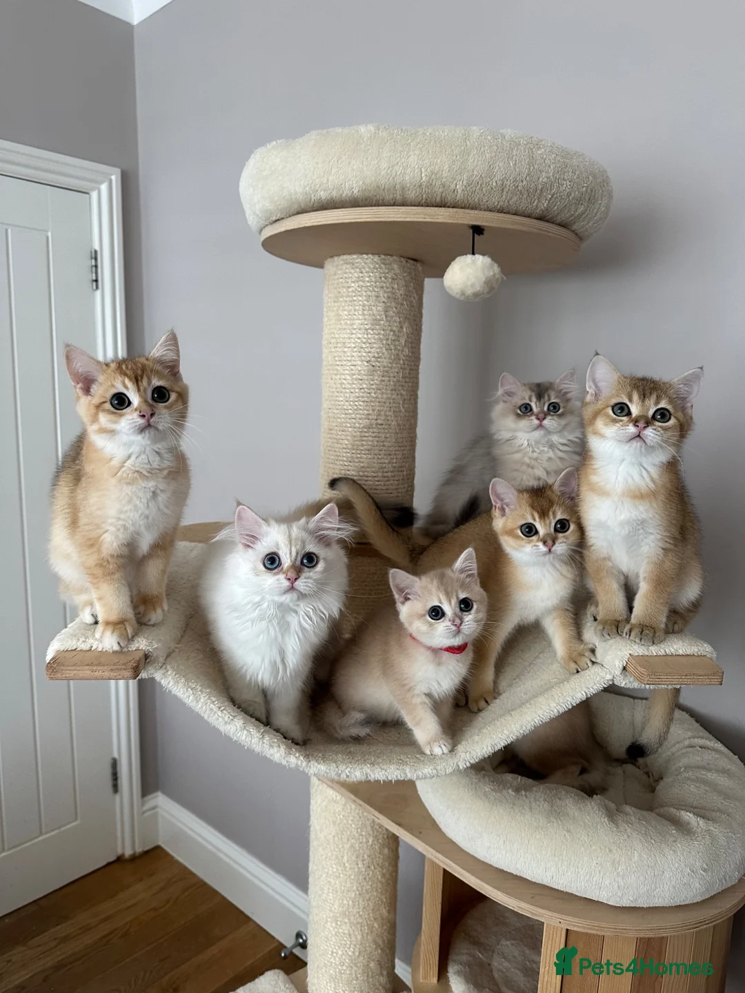 British Shorthair cats for sale: READY NOW! Pedigree kittens  - Advert 1