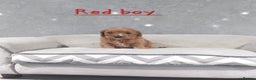Cavapoo dogs for sale: Beautiful F1 Cavapoo puppies 🥰 - Advert 12