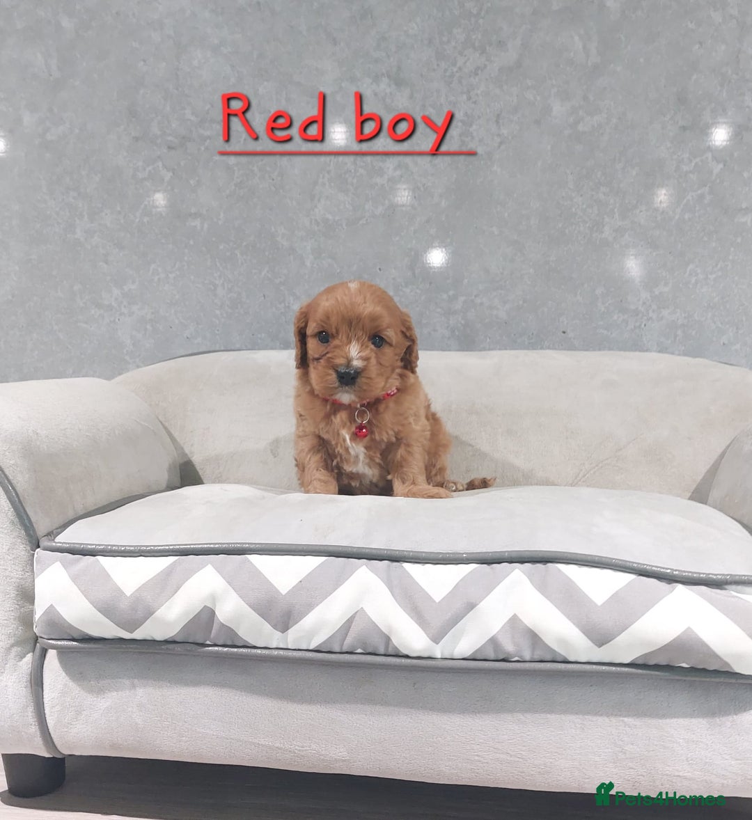 Cavapoo dogs for sale: Beautiful F1 Cavapoo puppies 🥰 - Advert 12