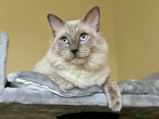 Ragdoll cats DNA TESTED🧬 Blue Point, Choc Carrier Ragdoll STUD - Advert 3