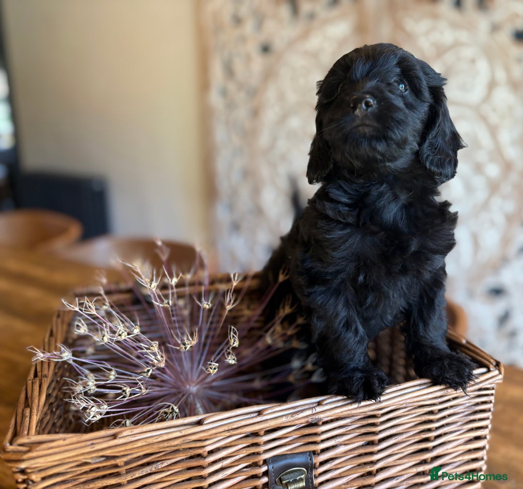 Cockapoo dogs for sale: ✨ Gorgeous Cockapoo Puppies ✨ - Image 8