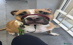 Mixed Breed dogs for sale: Bodhi - 2 Year Old AmBull X - Image 17
