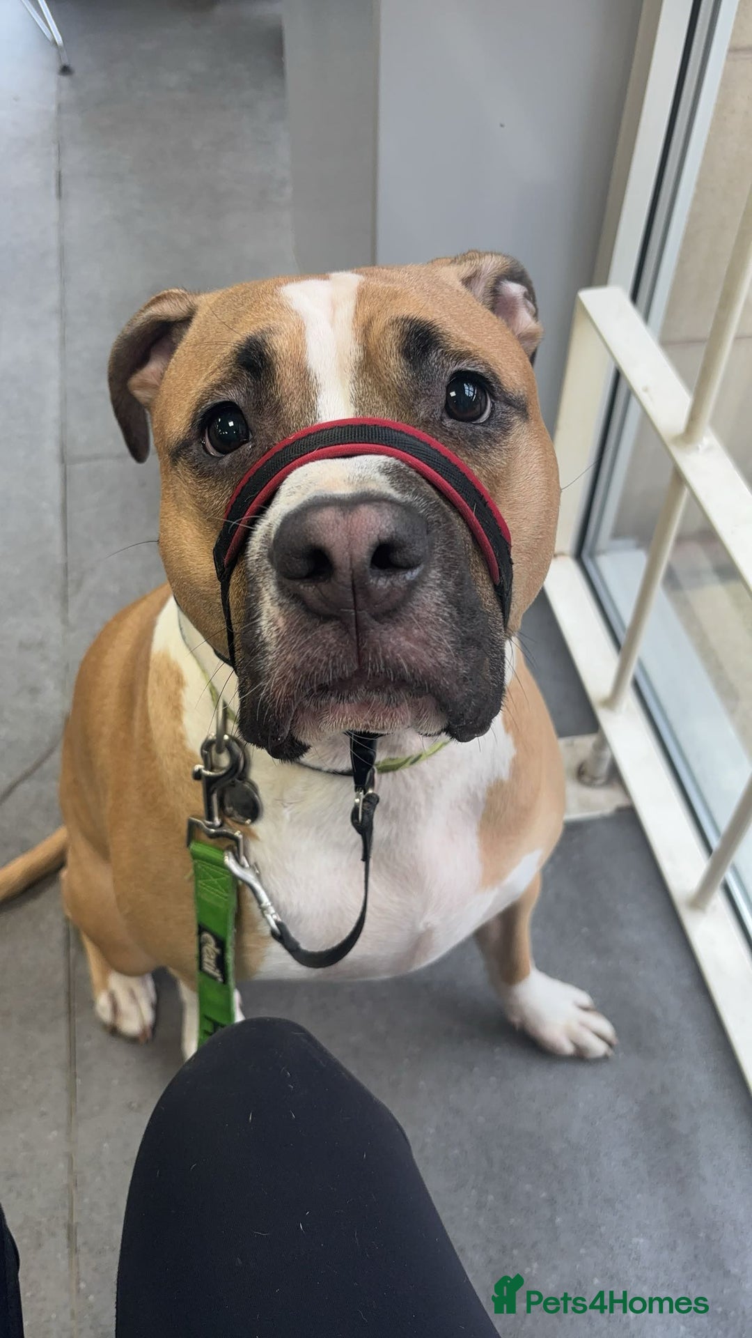 Mixed Breed dogs for sale: Bodhi - 2 Year Old AmBull X - Image 17