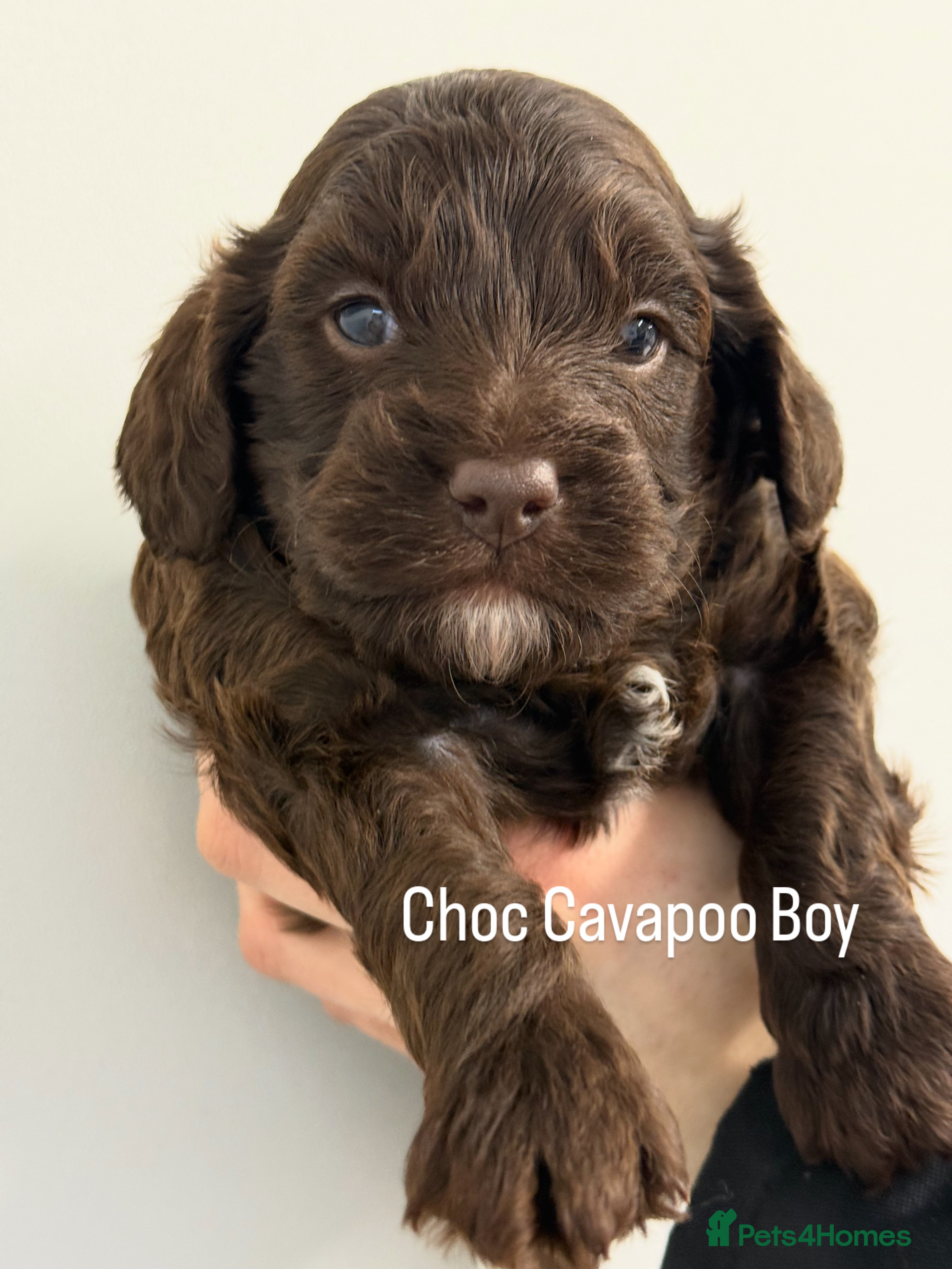 Cavapoo dogs Our First Ever F1 Choc  Cavapoo Boy - Advert 6
