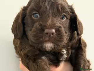 Cavapoo dogs Our First Ever F1 Choc Cavapoo Boy - Advert 6