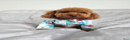 Toy Poodle dogs for stud: KC Toy Poodle Stud – Tiny Deep Red, Proven AKC  in Motherwell - Advert 9