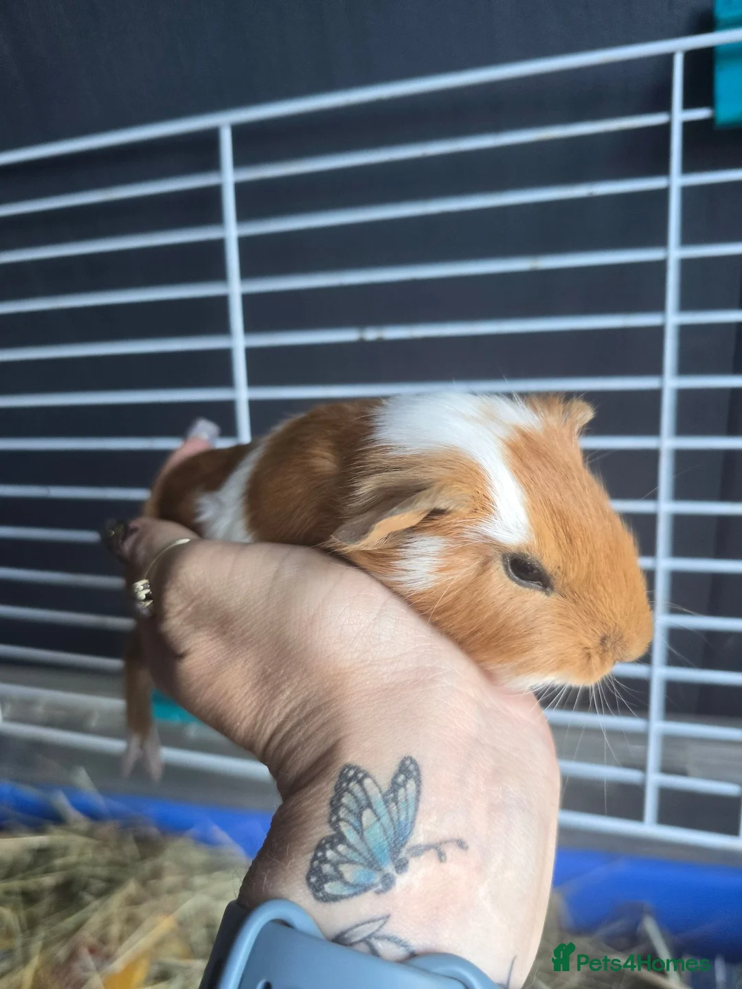 Guinea Pig rodents for sale: Guinepig babies  - Advert 7