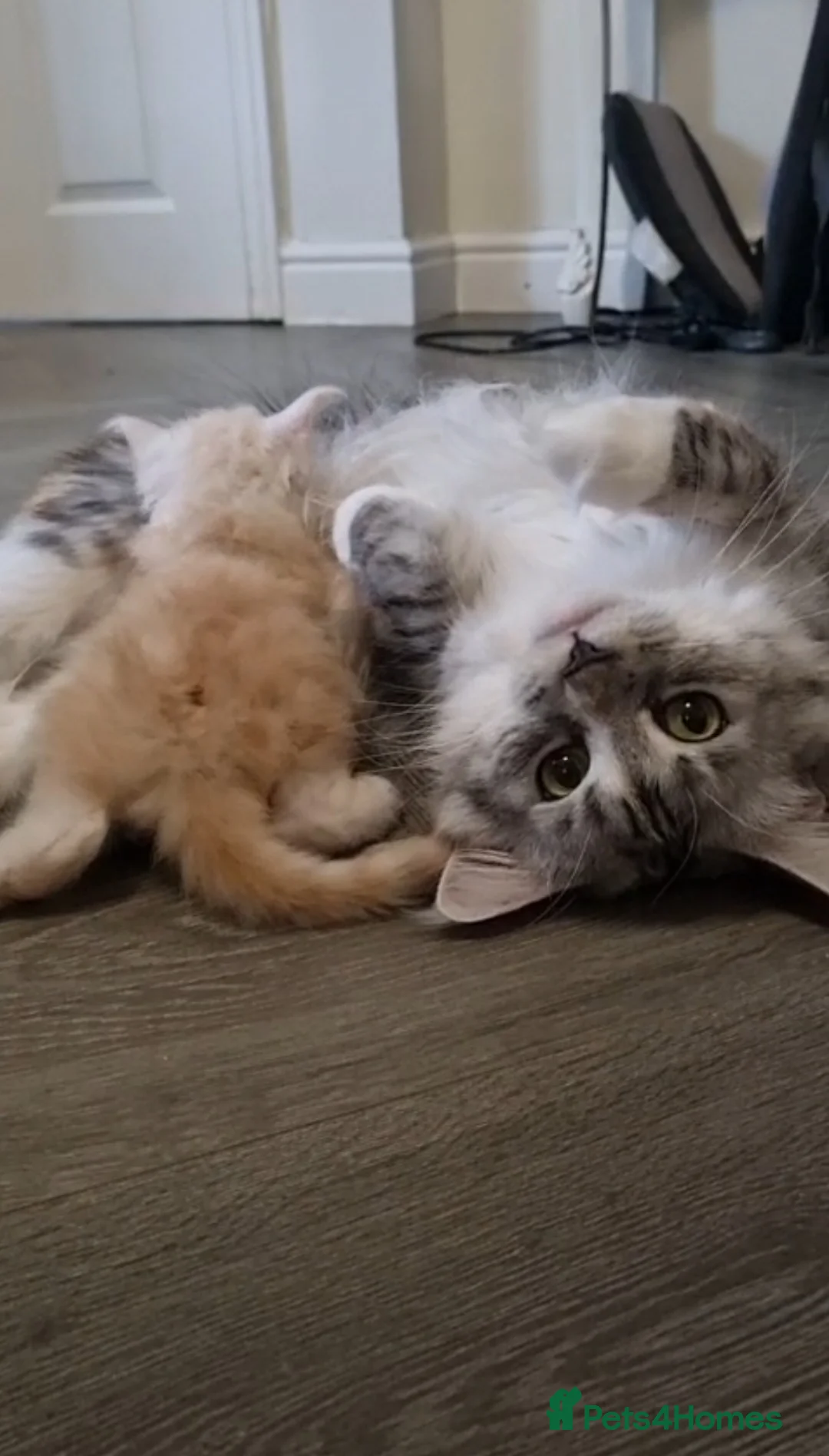 Maine Coon cats for sale: Cream and white large kitten Tica registered  - Advert 1