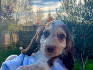 Cocker Spaniel dogs Fully health tested KC Cocker Spaniel puppies - Advert 3