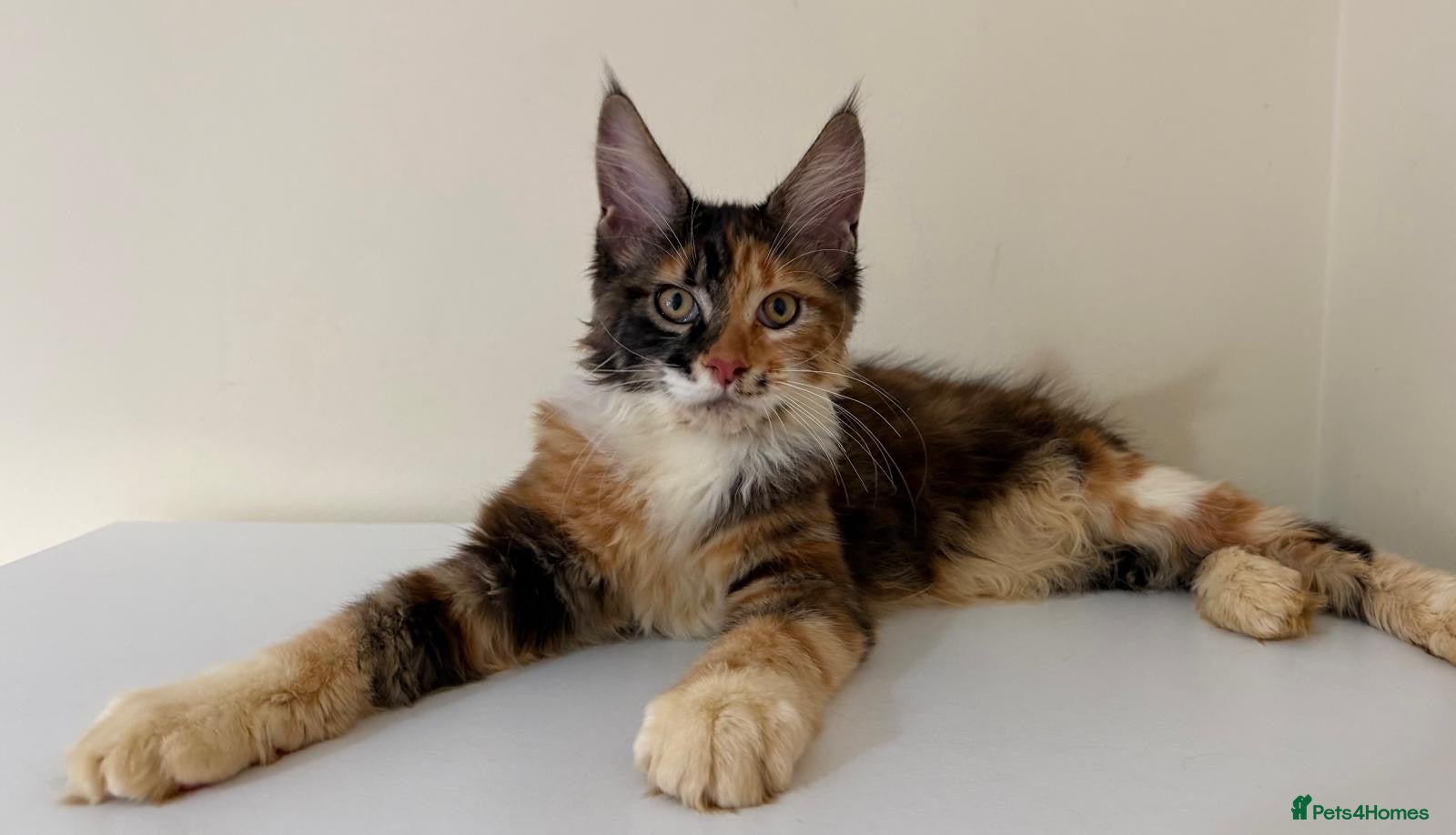 Maine Coon cats Ready for home pure bred maine coon kittens - Advert 6