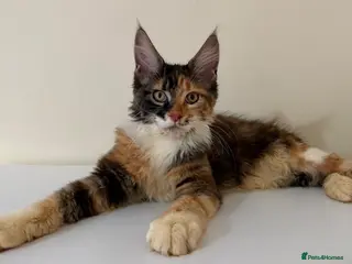 Maine Coon cats Ready for home pure bred maine coon kittens - Advert 6