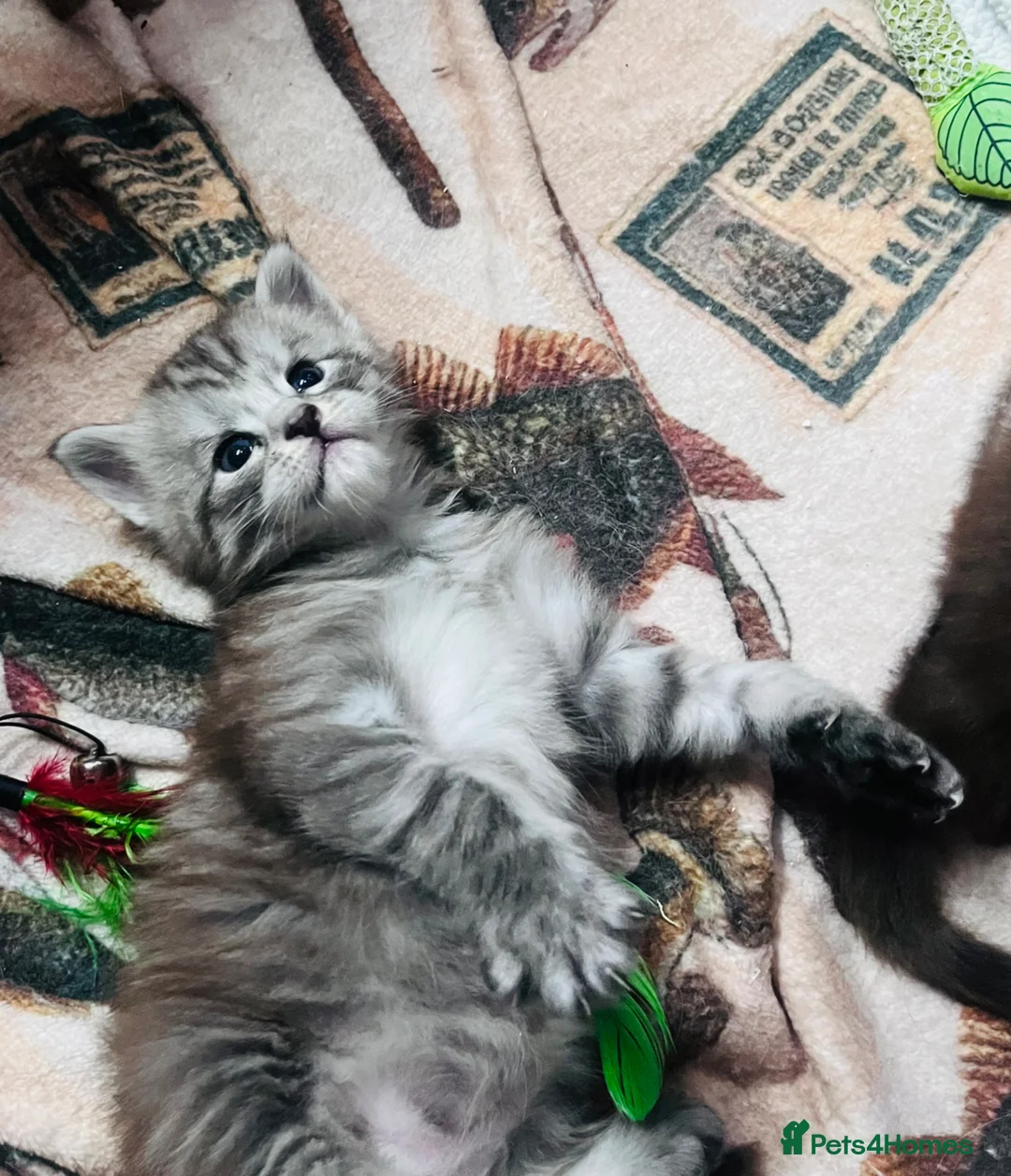 Maine Coon cats for sale: Full pedigree Maine Coon Kittens  - Advert 2