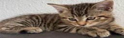Mixed Breed cats for sale: Adorable kittens - Advert 2
