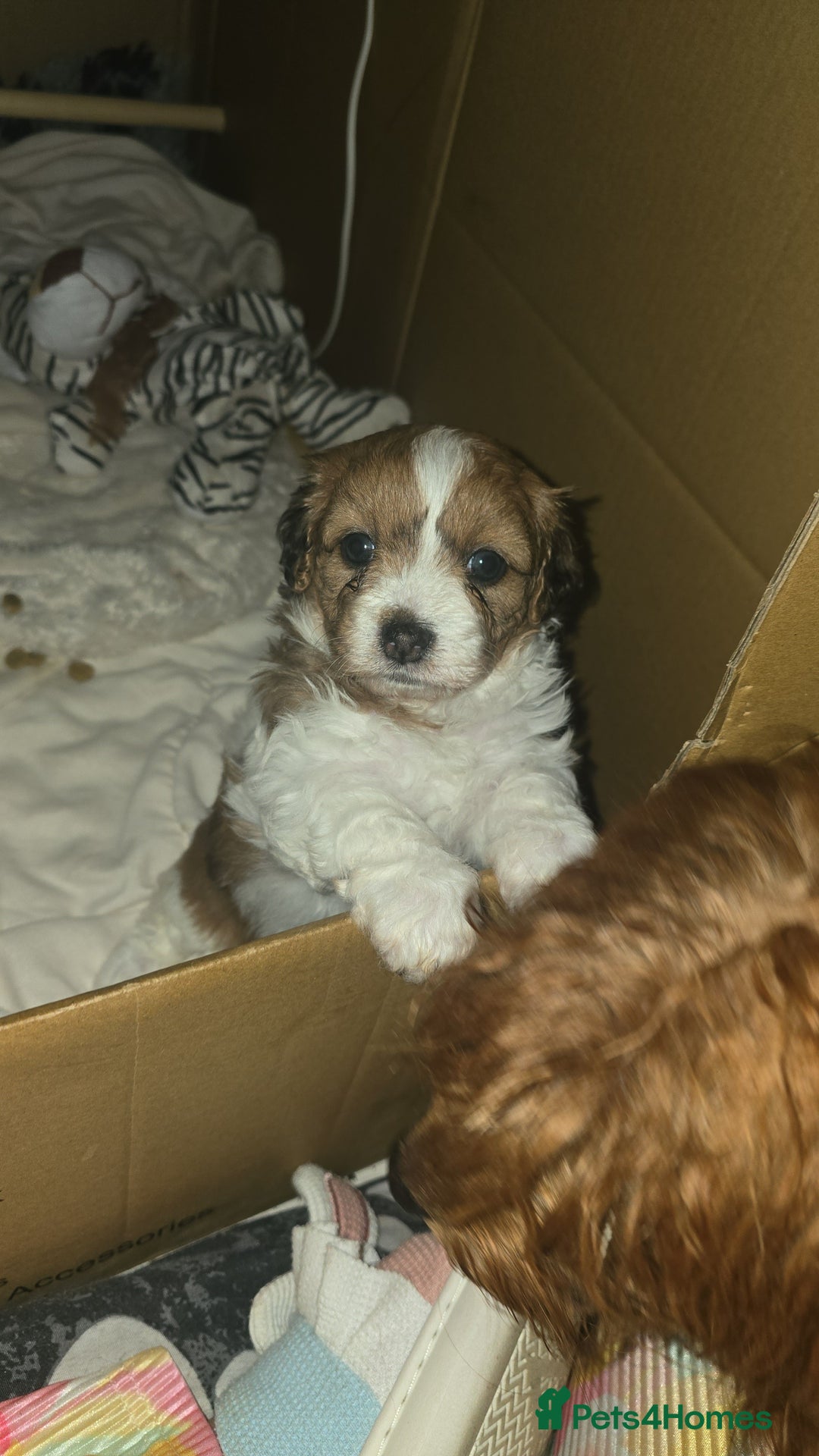 Mixed Breed dogs for sale: Beautiful litter of pomshis  - Advert 10