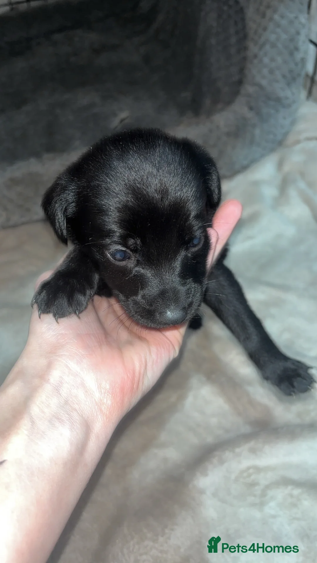 Mixed Breed dogs for sale: 9 gorgeous german shepherd cross cockapoo puppies  - Advert 5