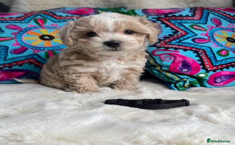 Maltipoo dogs - Advert 1