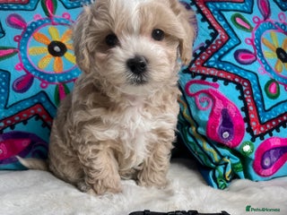 Maltipoo dogs - Advert 2