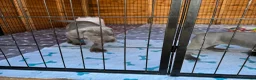 Great Dane dogs for sale: Gorgeous blue KC Great Danes.Ready now! - Advert 18