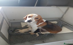 Beagle dogs for sale: Quality beagle puppies - Image 2