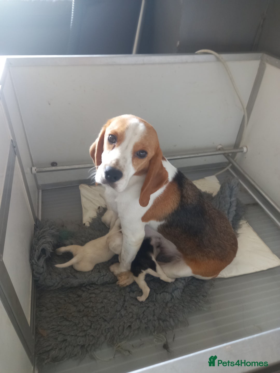 Beagle dogs for sale: Quality beagle puppies - Image 2
