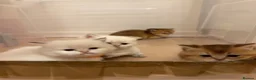 British Shorthair cats for sale: BRITISH SHORT HAIR NY12,GOLDEN , WHITE COLORPOINT - Advert 22