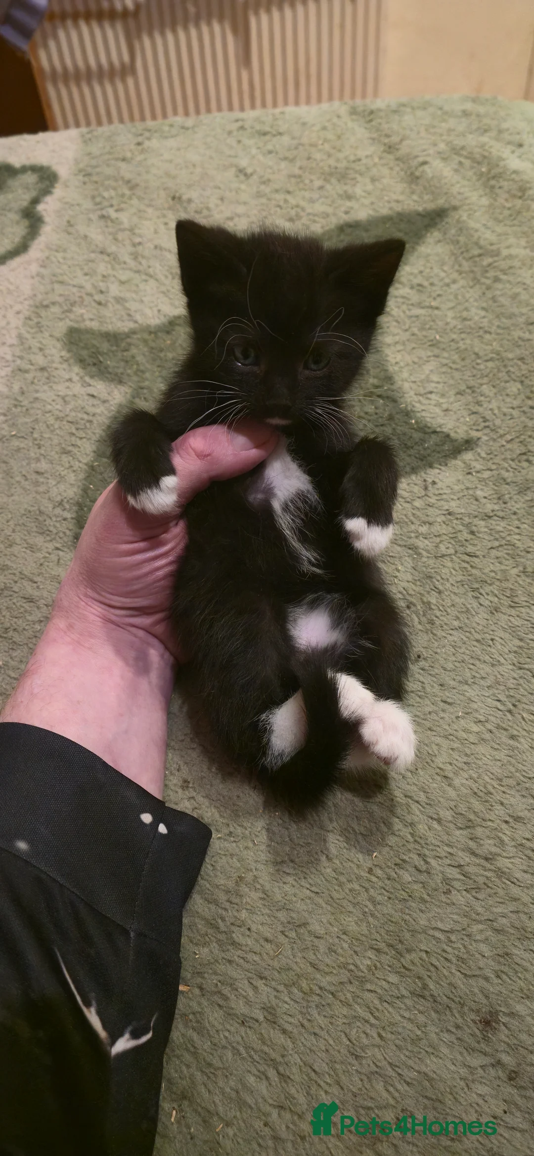 Domestic Shorthair cats for sale: hello 6 beautiful kittens ready for 14th of March. - Advert 7