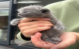 Mixed Breed cats for sale: 3 kittens mixed breed, 2 blue and one blue/white - Image 5