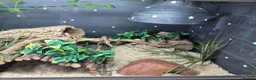 Corn Snake reptiles for sale: Corn snake and full set up - Advert 5