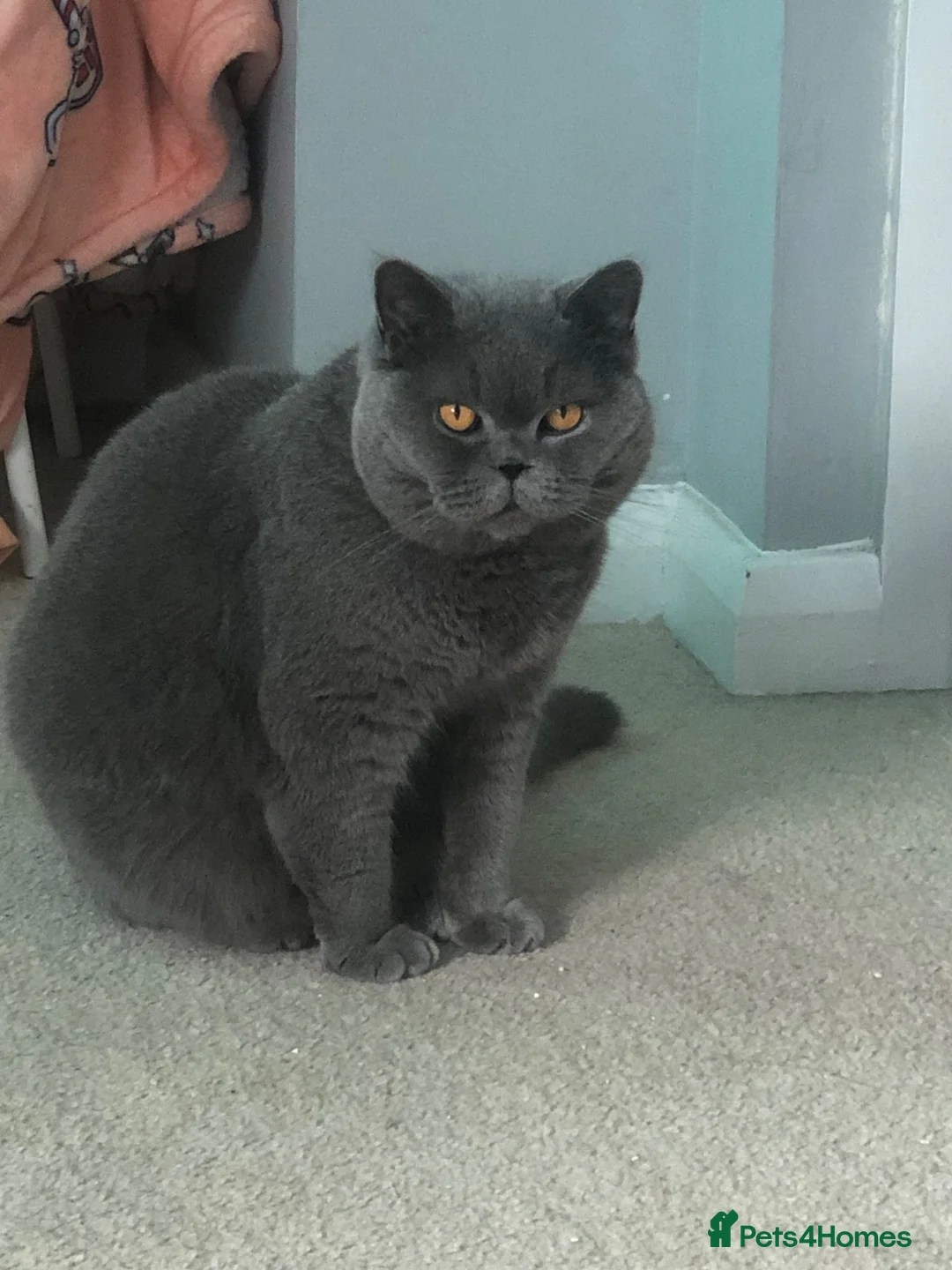 British Shorthair cats for sale: GCCF Registered Britsh Shorthair  - Advert 2