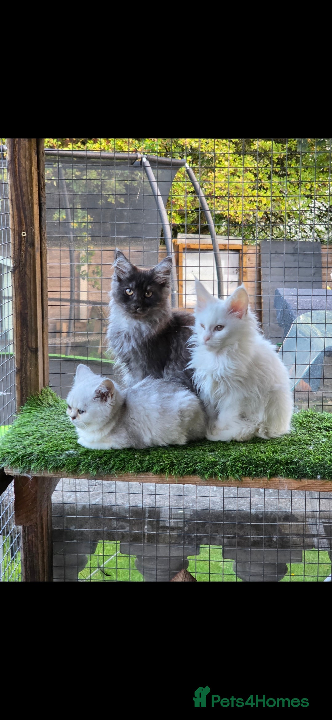 Maine Coon cats for sale: Pedigree XL Mainecoon kittens - Image 16