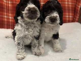 Cockapoo dogs 🩷Quality F1 Cockapoo (ready at weekend)💙 - Advert 1