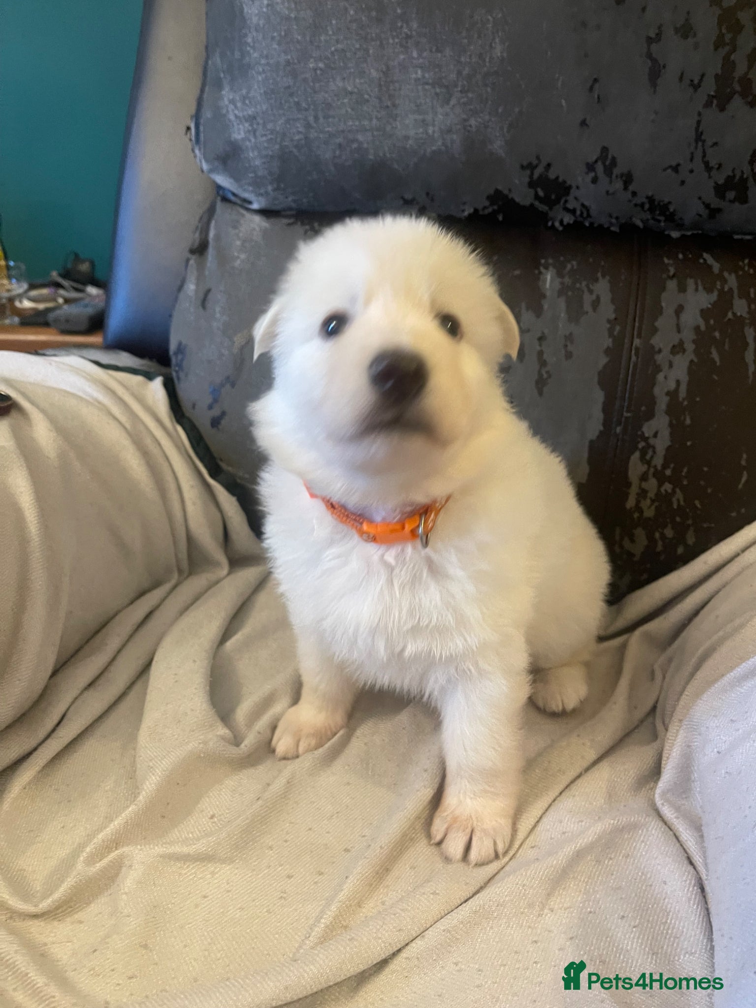 German Shepherd dogs Straight back KC Registered Long Hair GSD DM Clear - Advert 1