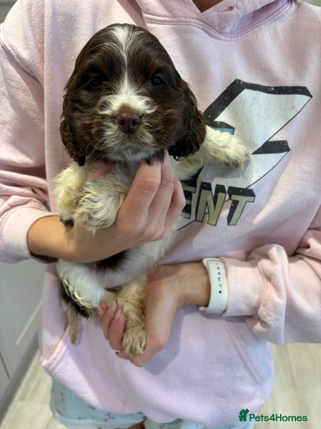Cocker Spaniel dogs for sale: Stunning show type cocker spaniel puppies  - Advert 11