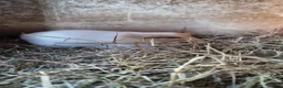 Guinea Pig rodents for sale: 1x 12 week old Male guineapig - Advert 2