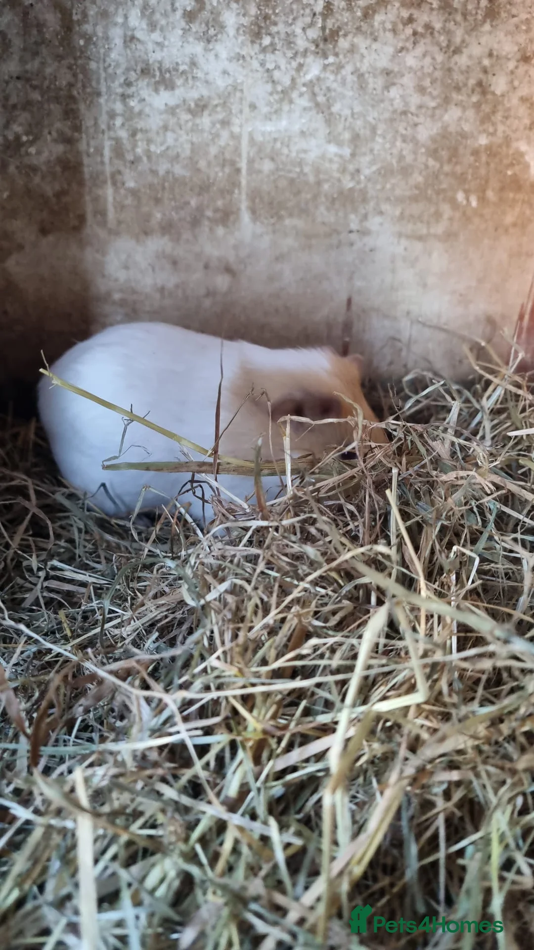 Guinea Pig rodents for sale: 1x 12 week old Male guineapig - Advert 2