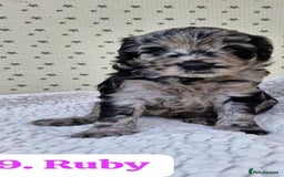 Labradoodle dogs for sale: 10 F1b labradoodles  - Image 10
