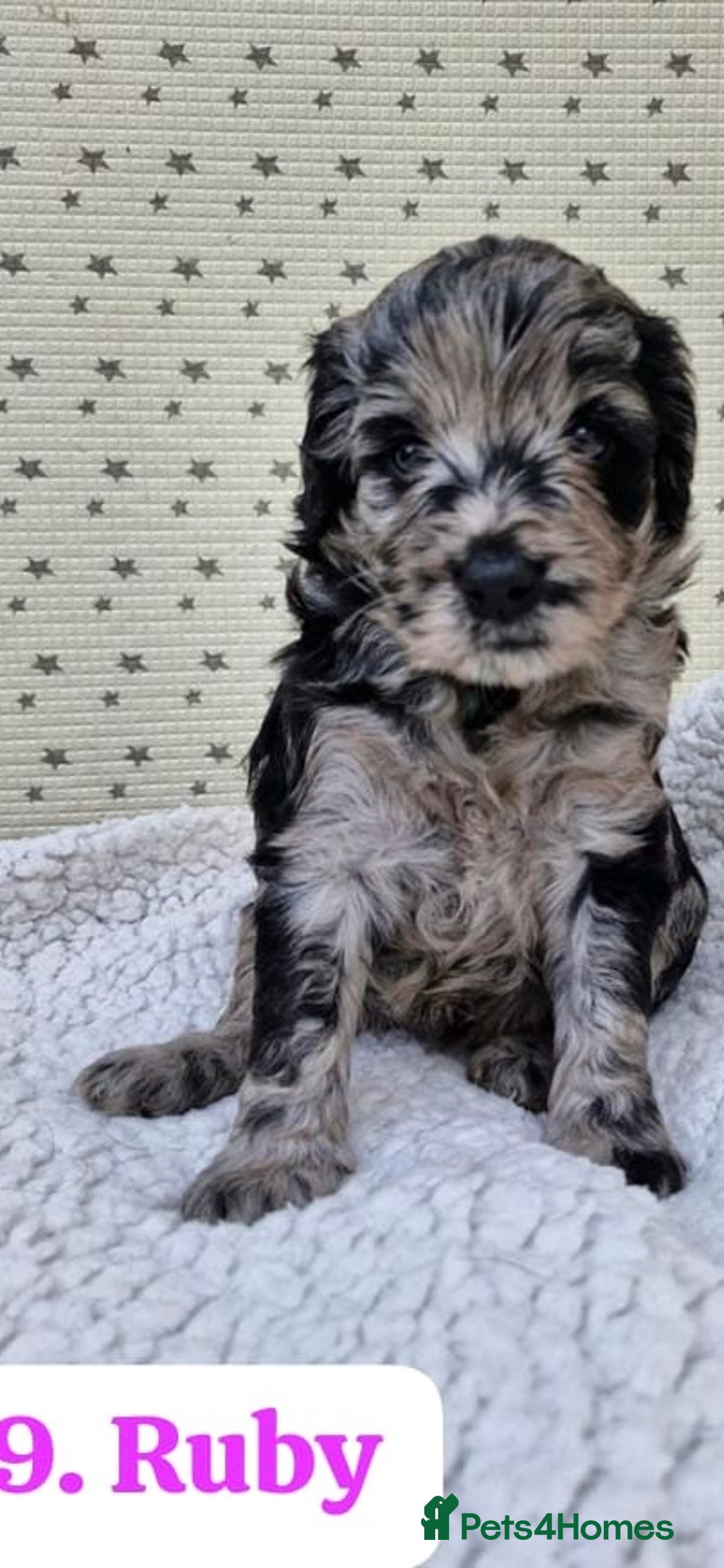 Labradoodle dogs for sale: 10 F1b labradoodles  - Image 10