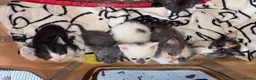 Mixed Breed cats for sale: 7 Kittens - Advert 11
