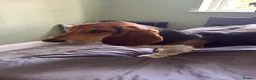 Basset Hound dogs for sale: Norbett the Bassett - Advert 2