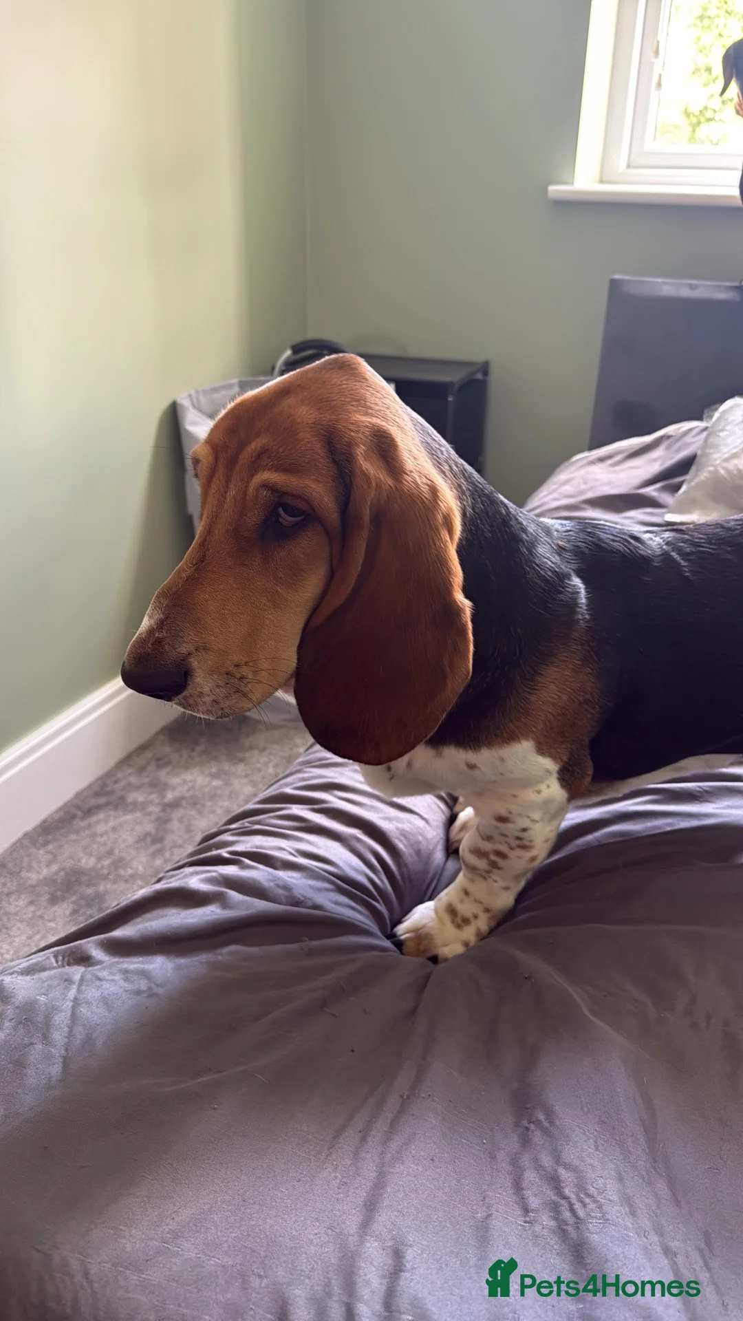 Basset Hound dogs for sale: Norbett the Bassett - Advert 2