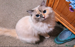Ragdoll cats for sale: Blue Tortie tabby mitted ragdoll girl - Advert 2
