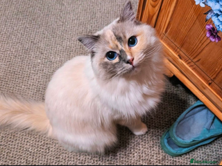 Ragdoll cats Blue Tortie tabby mitted ragdoll girl - Advert 5