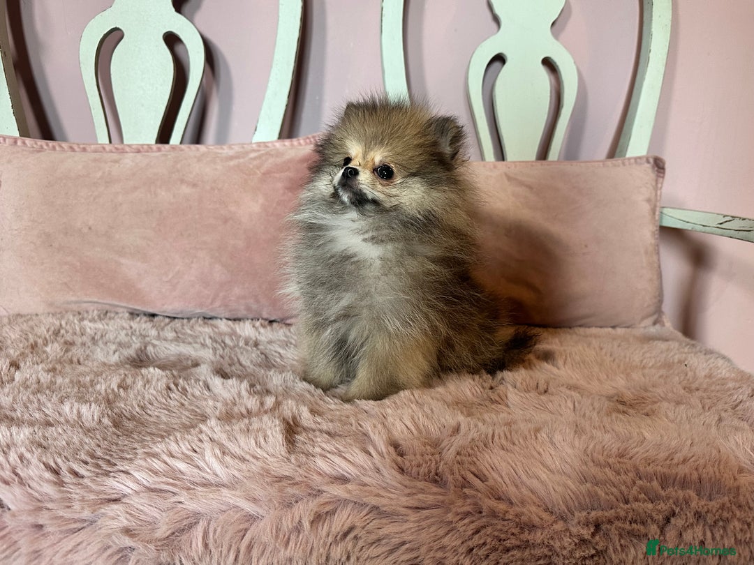Pomeranian dogs for sale: Small Beautiful Teddy Bear Faced Girl  - Image 9
