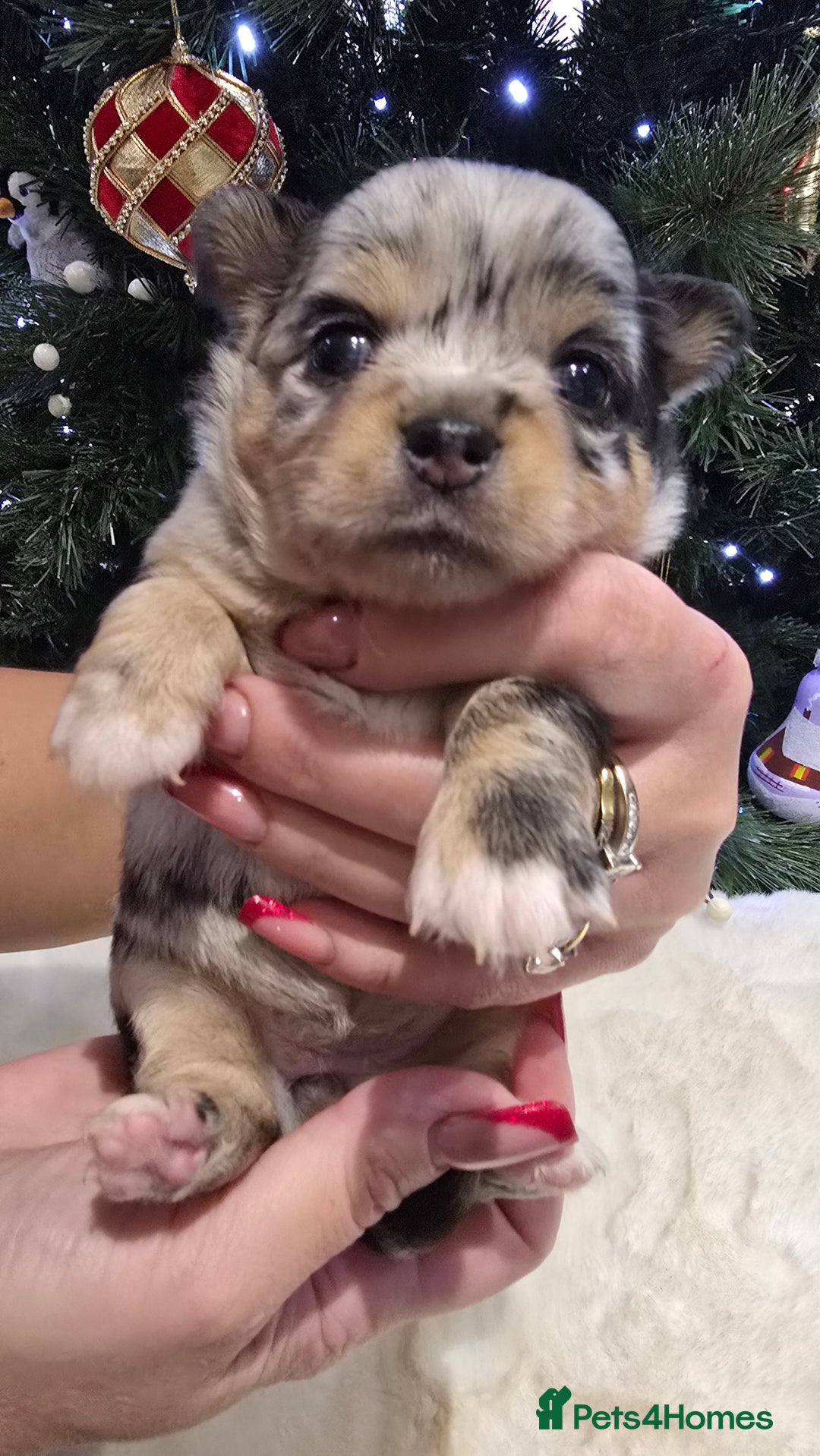 Chihuahua dogs for sale: Chihuahua puppies Russian ancestry with perfect bo - Advert 32