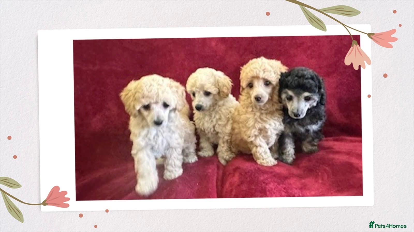 Toy Poodle dogs 🐩 extensively health tested Kc Toy poodle Puppies - Advert 3